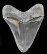 Beautiful, Fossil Megalodon Tooth - Serrated #38737-2